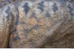 Photo Textures of Animals Skin